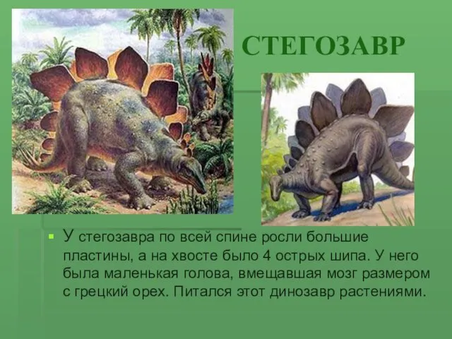 СТЕГОЗАВР У стегозавра по всей спине росли большие пластины, а на хвосте