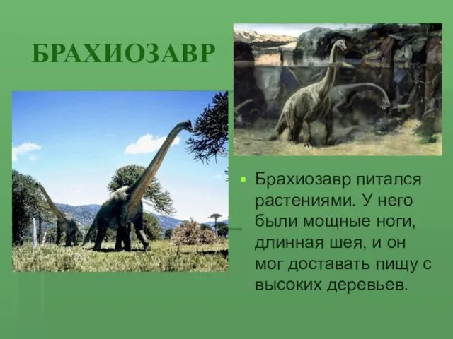 БРАХИОЗАВР Брахиозавр питался растениями. У него были мощные ноги, длинная шея, и