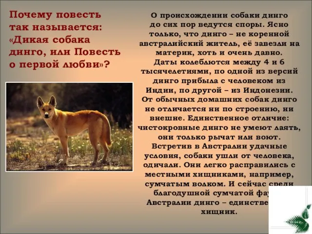 О происхождении собаки динго до сих пор ведутся споры. Ясно только, что