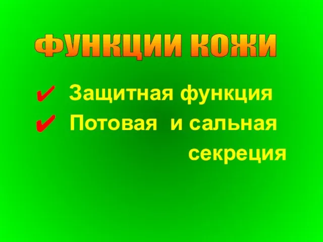 Защитная функция Потовая и сальная секреция ФУНКЦИИ КОЖИ