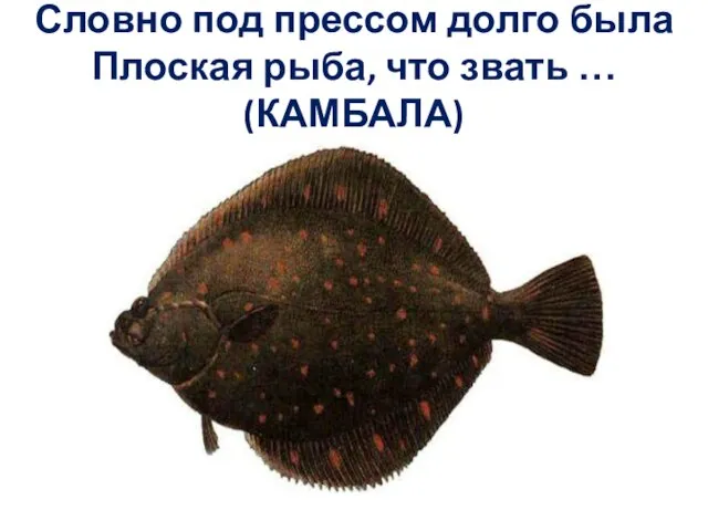 Словно под прессом долго была Плоская рыба, что звать … (КАМБАЛА)