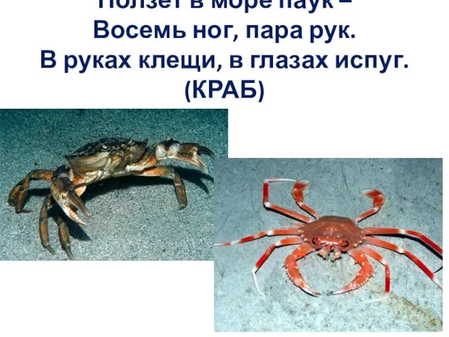 Ползет в море паук – Восемь ног, пара рук. В руках клещи, в глазах испуг. (КРАБ)