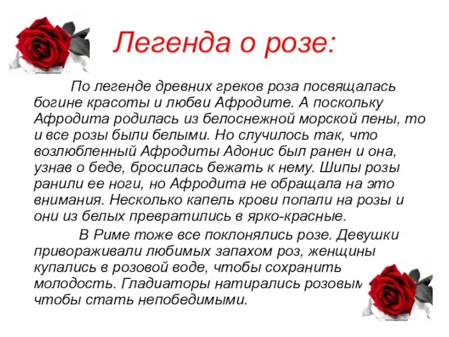 Легенда о розе: По легенде древних греков роза посвящалась богине красоты и