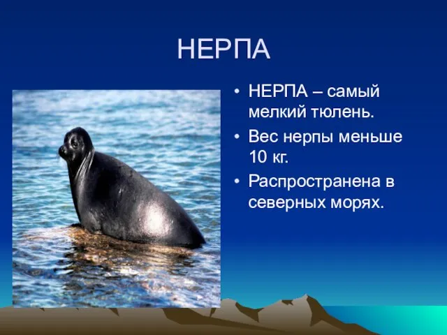 НЕРПА НЕРПА – самый мелкий тюлень. Вес нерпы меньше 10 кг. Распространена в северных морях.
