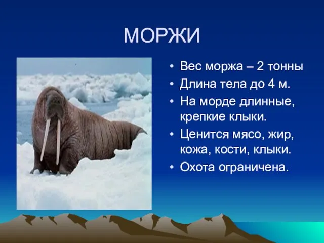 МОРЖИ Вес моржа – 2 тонны Длина тела до 4 м. На