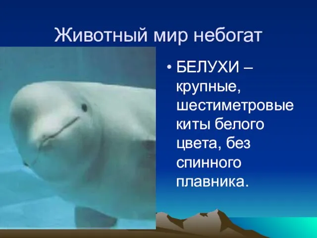 Животный мир небогат БЕЛУХИ –крупные, шестиметровые киты белого цвета, без спинного плавника.