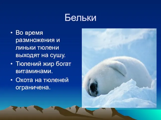 Бельки Во время размножения и линьки тюлени выходят на сушу. Тюлений жир