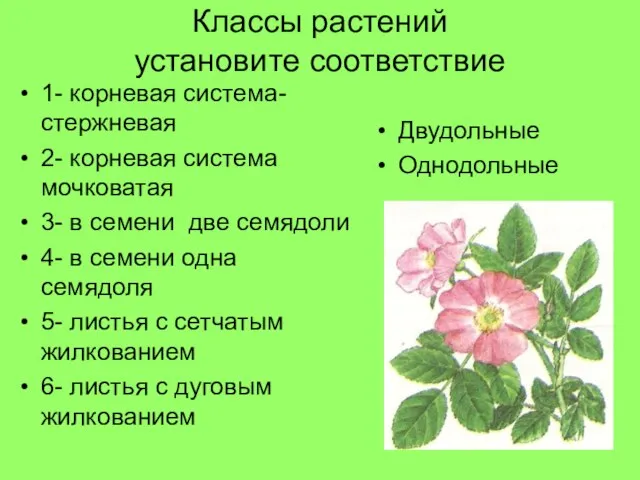 Классы растений установите соответствие 1- корневая система- стержневая 2- корневая система мочковатая