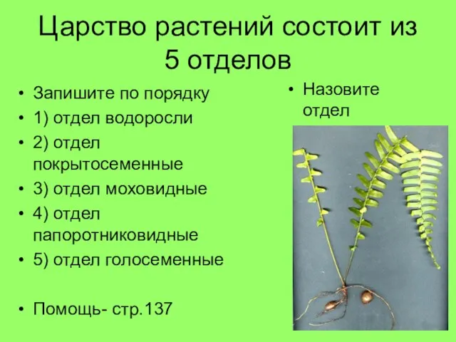 Царство растений состоит из 5 отделов Запишите по порядку 1) отдел водоросли