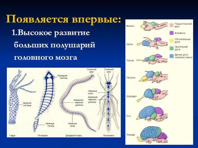 Появляется впервые: 1.Высокое развитие больших полушарий головного мозга