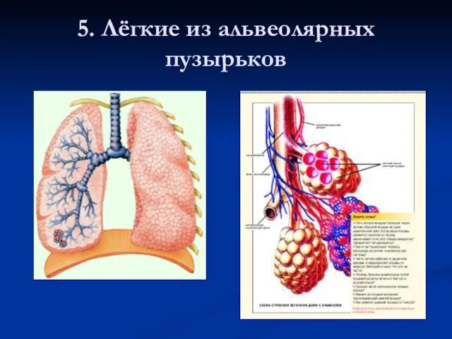 5. Лёгкие из альвеолярных пузырьков