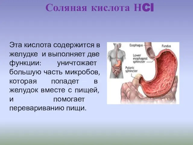 Эта кислота содержится в желудке и выполняет две функции: уничтожает большую часть