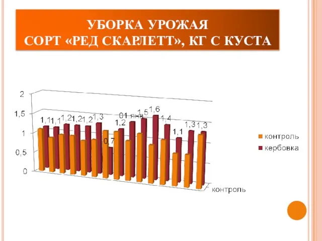 УБОРКА УРОЖАЯ СОРТ «РЕД СКАРЛЕТТ», КГ С КУСТА