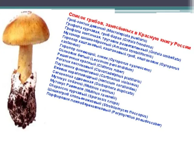 Список грибов, занесённых в Красную книгу России Гриб-зонтик девичий (Macrolepiota puellaris) Грифола