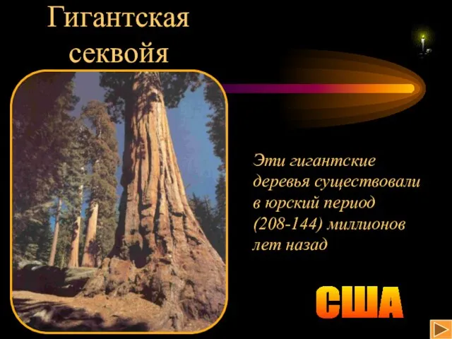 Гигантская секвойя Эти гигантские деревья существовали в юрский период (208-144) миллионов лет назад США