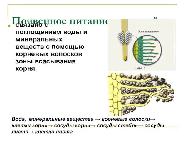 Почвенное питание растений связано с поглощением воды и минеральных веществ с помощью