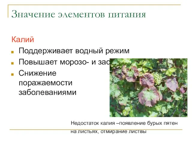 Значение элементов питания Калий Поддерживает водный режим Повышает морозо- и засухоустойчивость Снижение