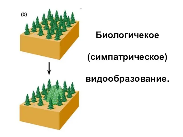 Биологичекое (симпатрическое) видообразование.