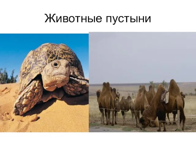 Животные пустыни