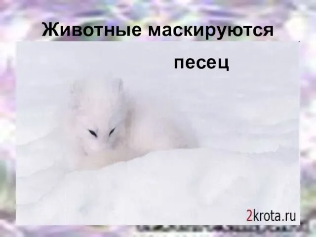 Животные маскируются песец