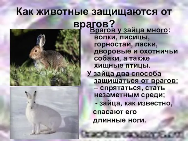 Как животные защищаются от врагов? Врагов у зайца много: волки, лисицы, горностаи,