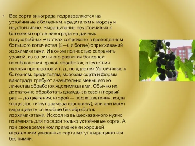 Все сорта винограда подразделяются на устойчивые к болезням, вредителям и морозу и