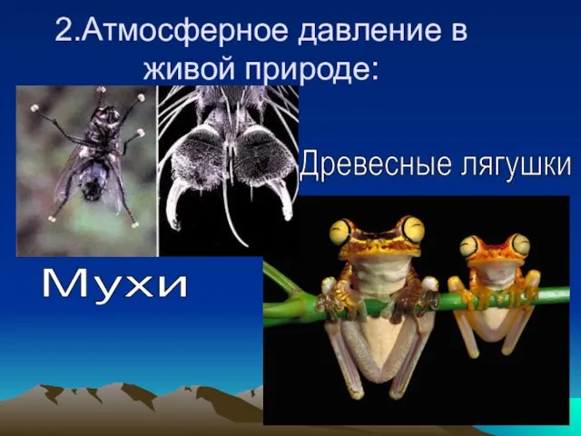 2.Атмосферное давление в живой природе: Мухи Древесные лягушки