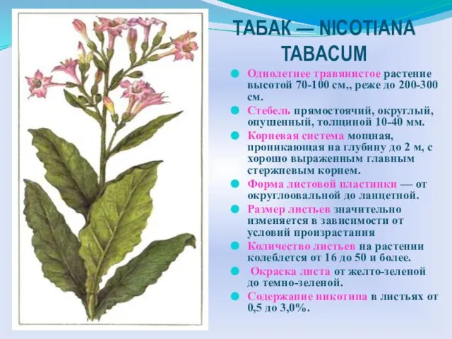 ТАБАК — NICOTIANA TABACUM Однолетнее травянистое растение высотой 70-100 см,, реже до
