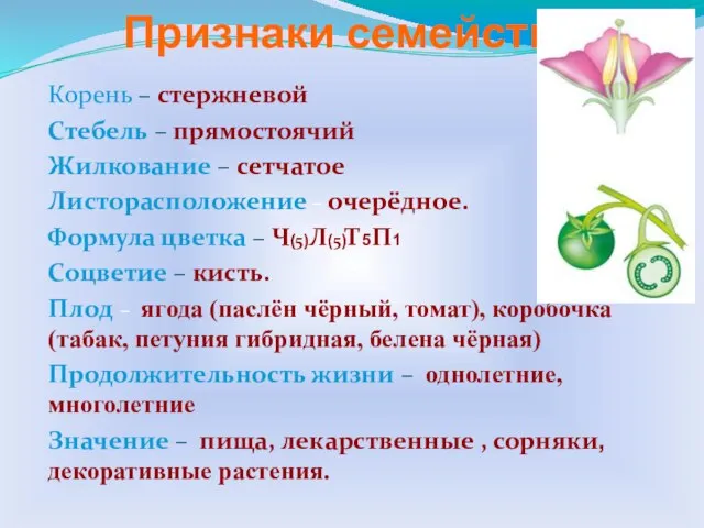 Признаки семейства Корень – стержневой Стебель – прямостоячий Жилкование – сетчатое Листорасположение