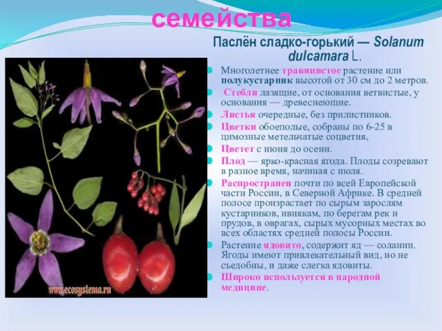 Многообразие растений семейства Паслён сладко-горький — Solanum dulcamara L. Многолетнее травянистое растение