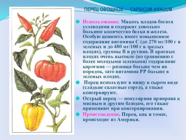 ПЕРЕЦ ОВОЩНОЙ — CAPSICUM ANNUUM Использование. Мякоть плодов богата углеводами и содержит