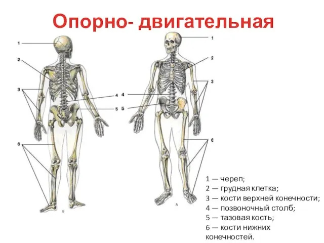 Опорно- двигательная система 1 — череп; 2 — грудная клетка; 3 —