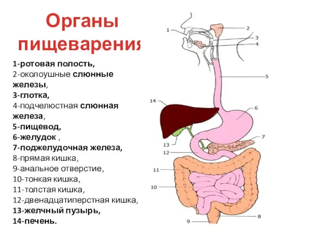 Органы пищеварения 1-ротовая полость, 2-околоушные слюнные железы, 3-глотка, 4-подчелюстная слюнная железа, 5-пищевод,