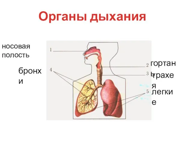 Органы дыхания гортань носовая полость трахея легкие бронхи