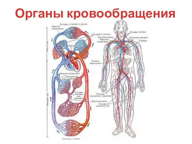 Органы кровообращения