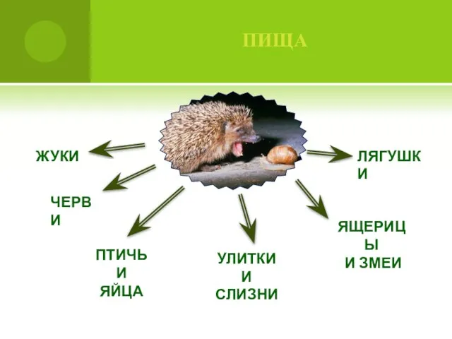 пища жуки черви Улитки и слизни лягушки Ящерицы и змеи Птичьи яйца