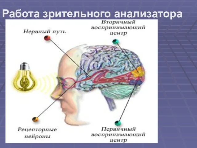 Работа зрительного анализатора