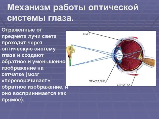 Механизм работы оптической системы глаза. Отраженные от предмета лучи света проходят через