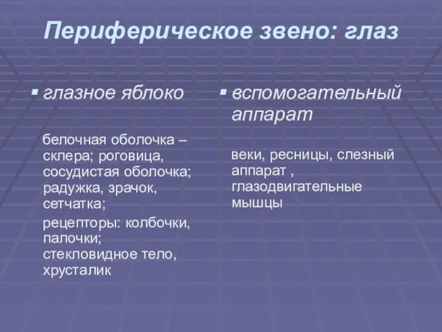 Периферическое звено: глаз глазное яблоко белочная оболочка – склера; роговица, сосудистая оболочка;