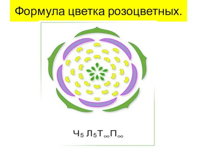 Формула цветка розоцветных.