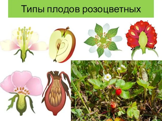 Типы плодов розоцветных