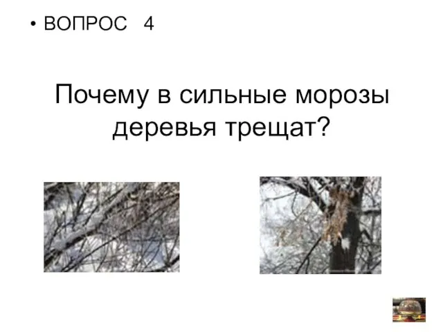 Почему в сильные морозы деревья трещат? ВОПРОС 4