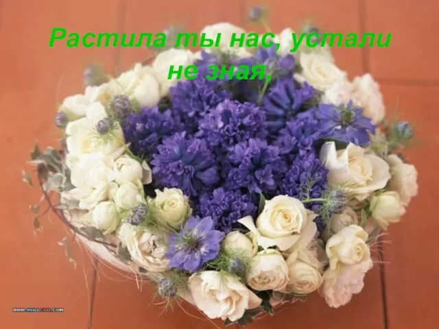 Растила ты нас, устали не зная,