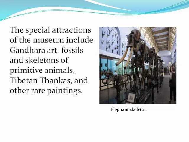 The special attractions of the museum include Gandhara art, fossils and skeletons