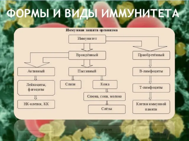 ФОРМЫ И ВИДЫ ИММУНИТЕТА