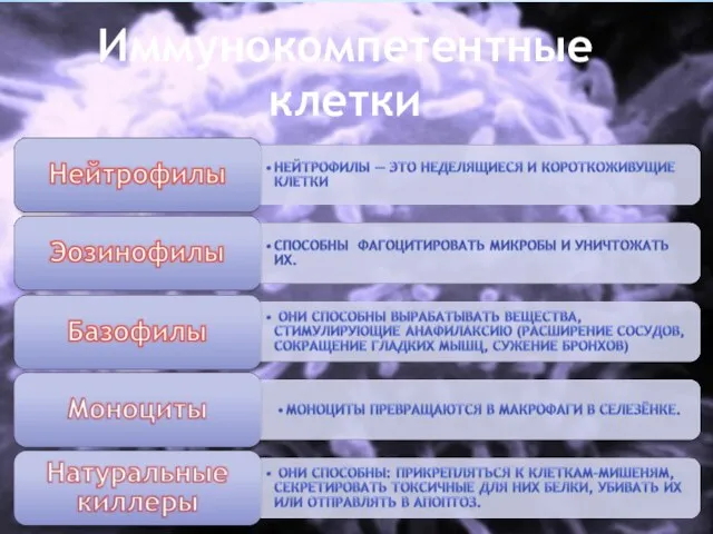 Иммунокомпетентные клетки