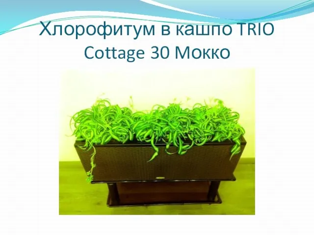 Хлорофитум в кашпо TRIO Cottage 30 Mокко