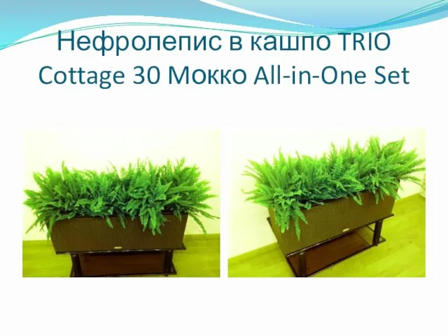 Нефролепис в кашпо TRIO Cottage 30 Mокко All-in-One Set