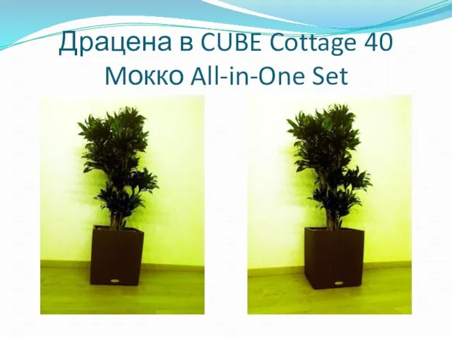 Драцена в CUBE Cottage 40 Mокко All-in-One Set