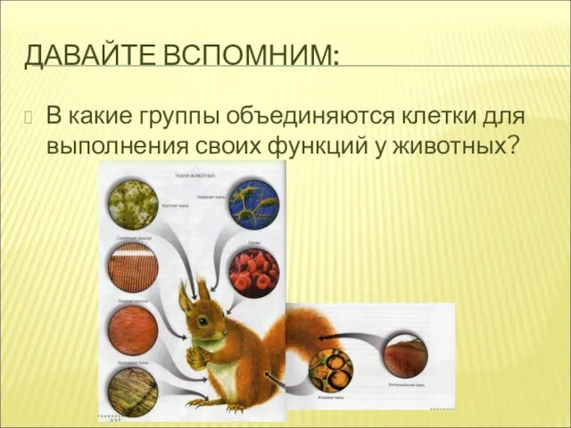 ДАВАЙТЕ ВСПОМНИМ: В какие группы объединяются клетки для выполнения своих функций у животных?